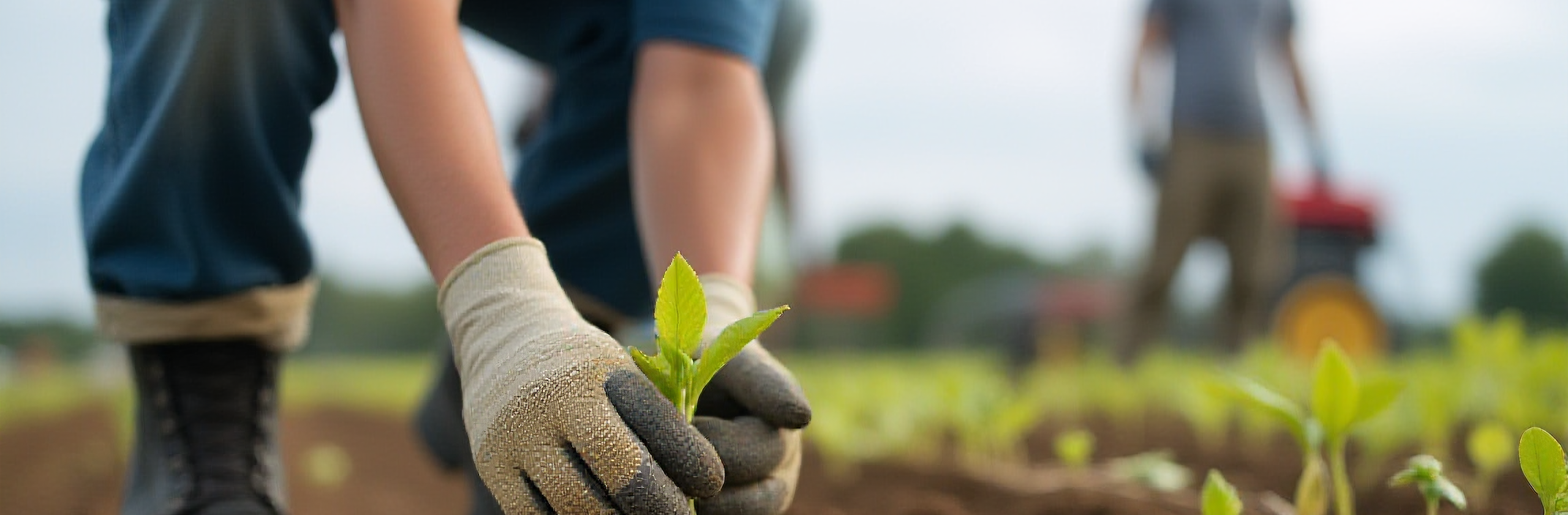 A photo a team planting seedlings in a rural field